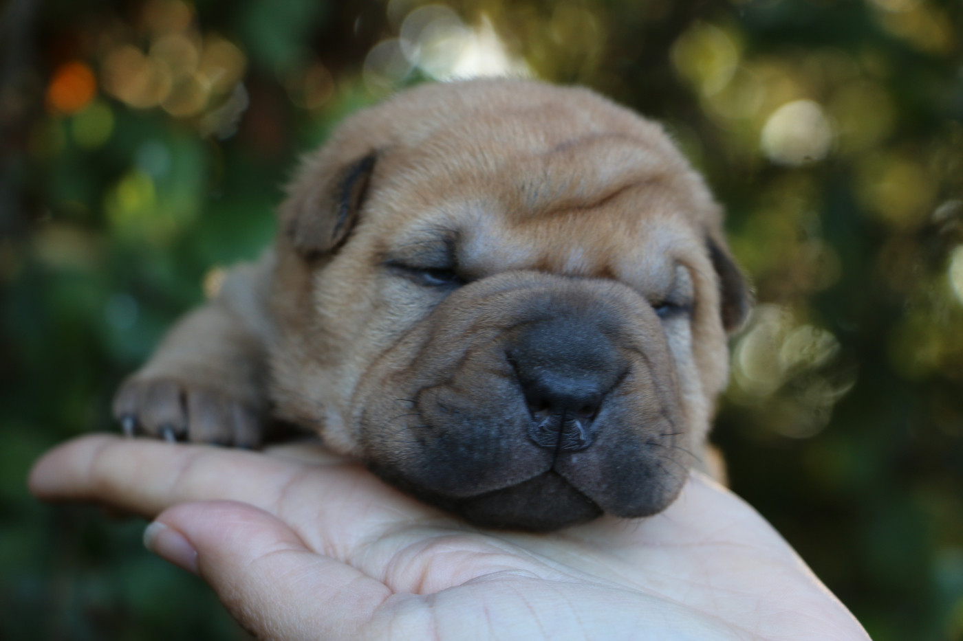 du grain de beauté - Chiots disponibles - Shar Pei