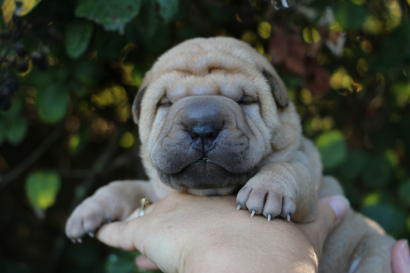 du grain de beauté - Chiots disponibles - Shar Pei