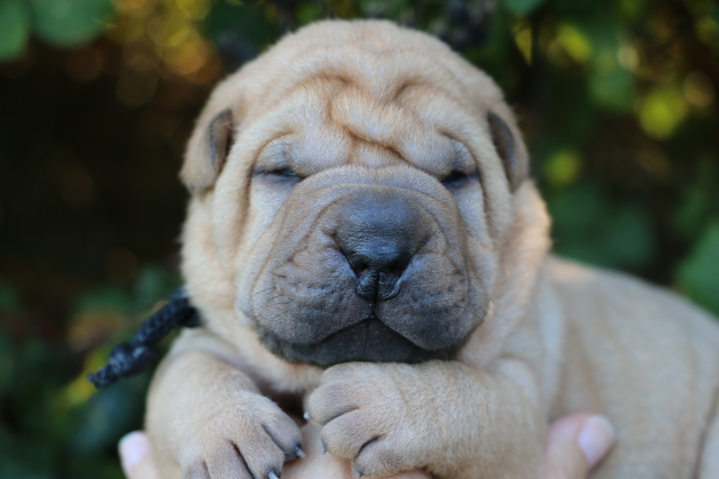 du grain de beauté - Chiots disponibles - Shar Pei