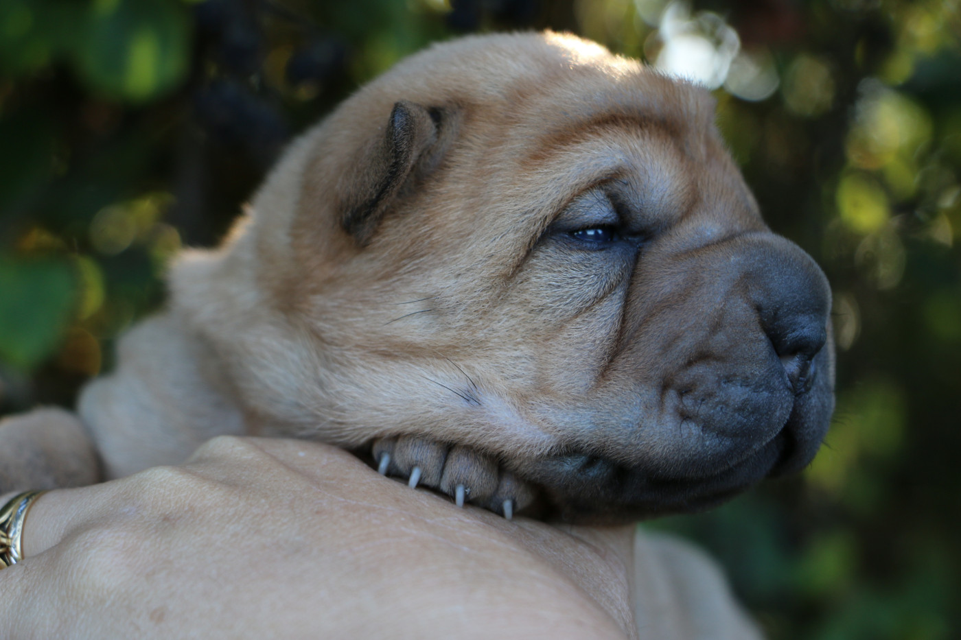 du grain de beauté - Chiots disponibles - Shar Pei