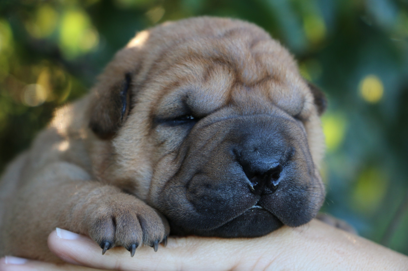 du grain de beauté - Chiots disponibles - Shar Pei