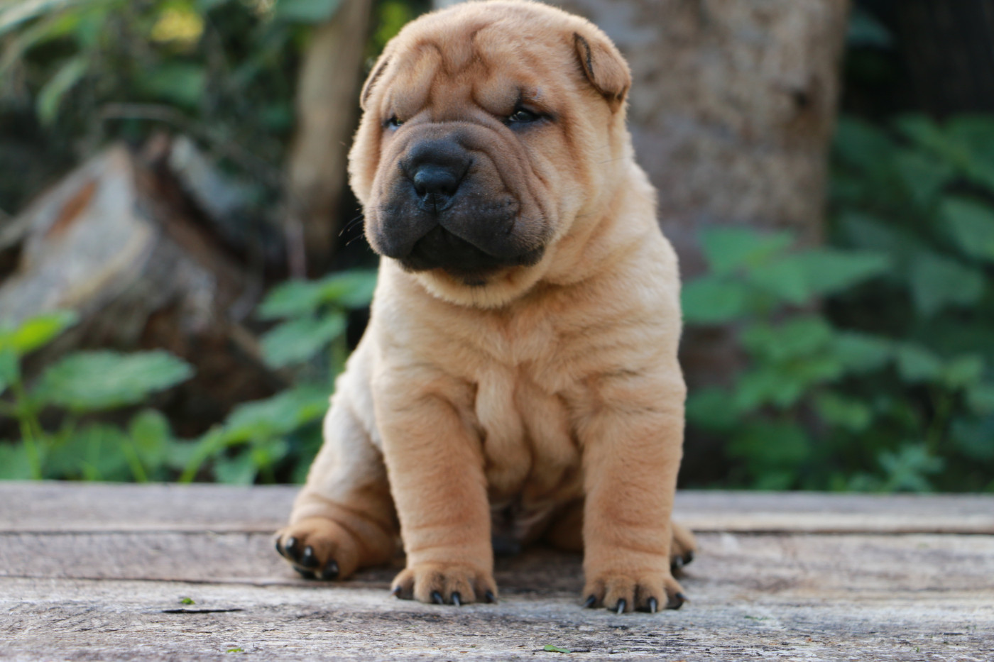 du grain de beauté - Chiots disponibles - Shar Pei