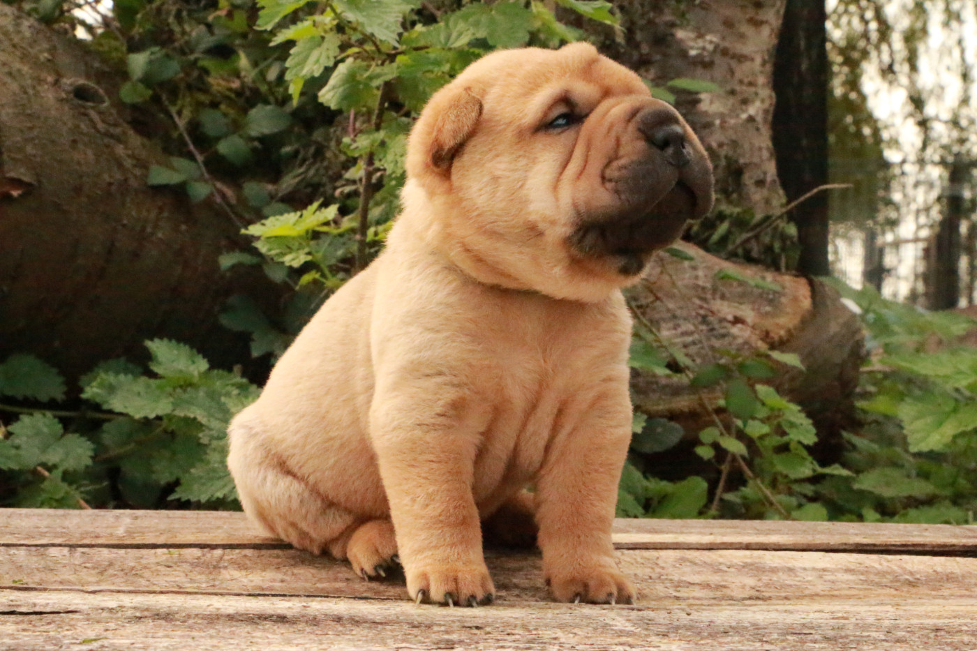 du grain de beauté - Chiots disponibles - Shar Pei