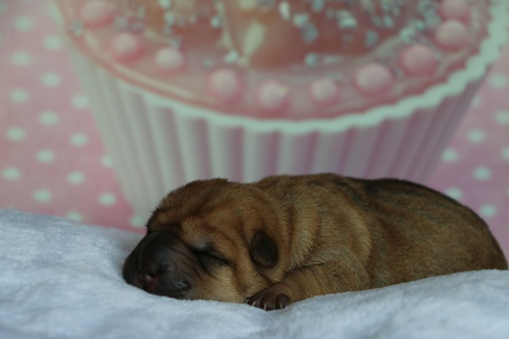 Chiot Shar Pei du grain de beauté