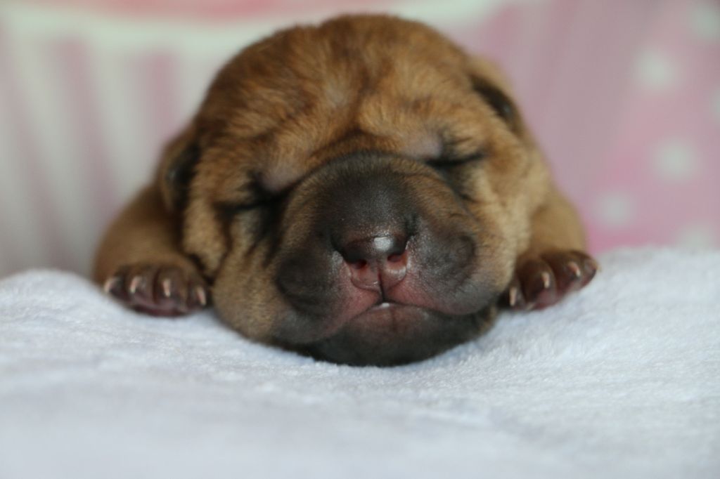 du grain de beauté - Chiots disponibles - Shar Pei