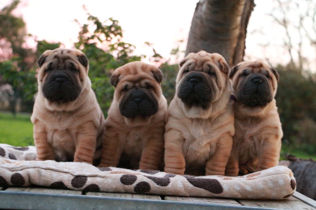 du grain de beauté - Shar Pei - Portée née le 07/10/2025
