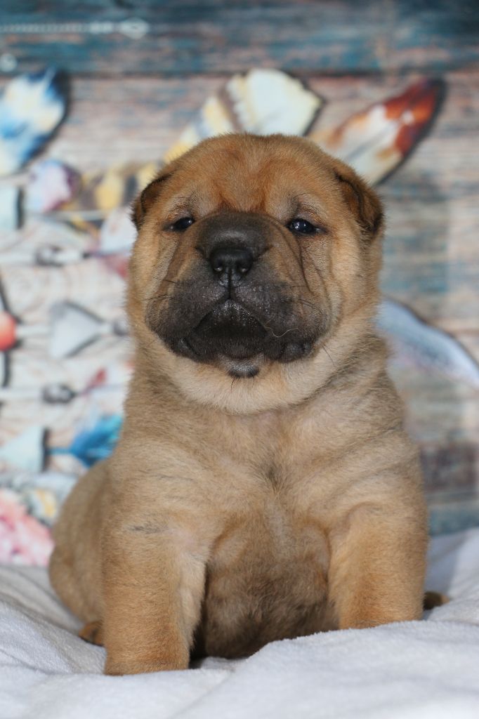 du grain de beauté - Chiots disponibles - Shar Pei