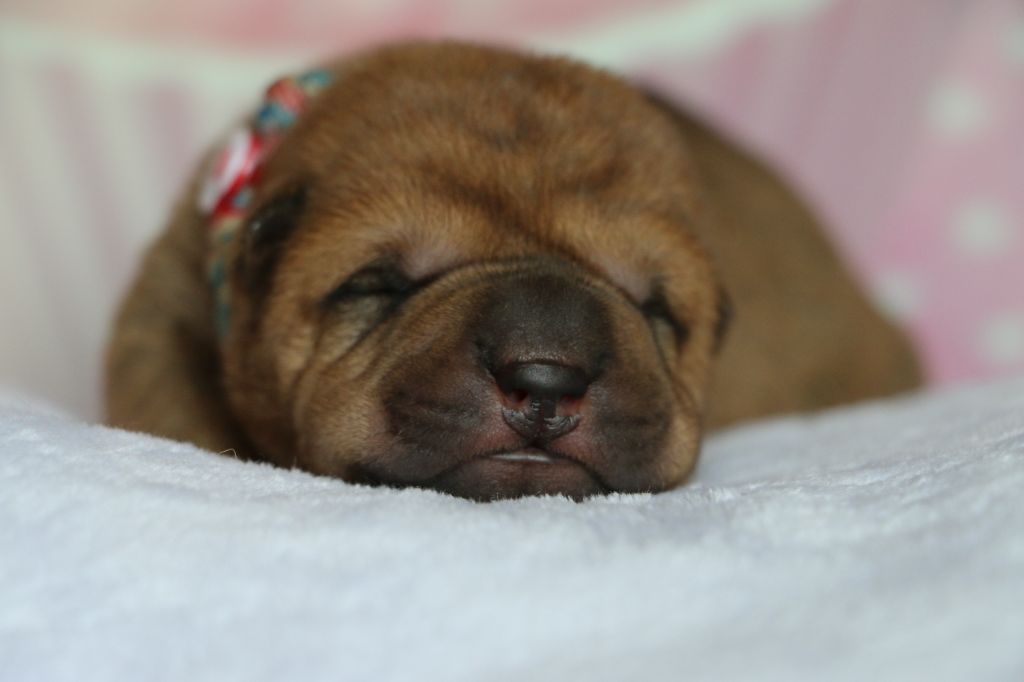 du grain de beauté - Chiots disponibles - Shar Pei