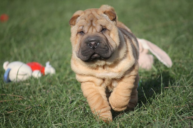 du grain de beauté - Shar Pei - Portée née le 26/11/2014