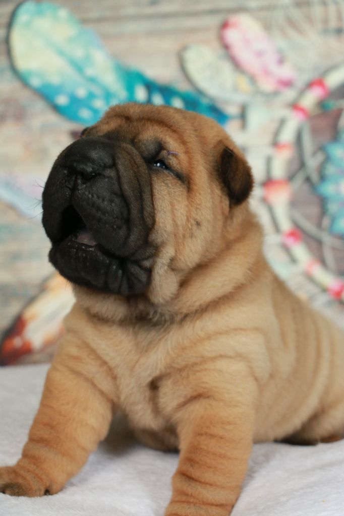 du grain de beauté - Chiots disponibles - Shar Pei