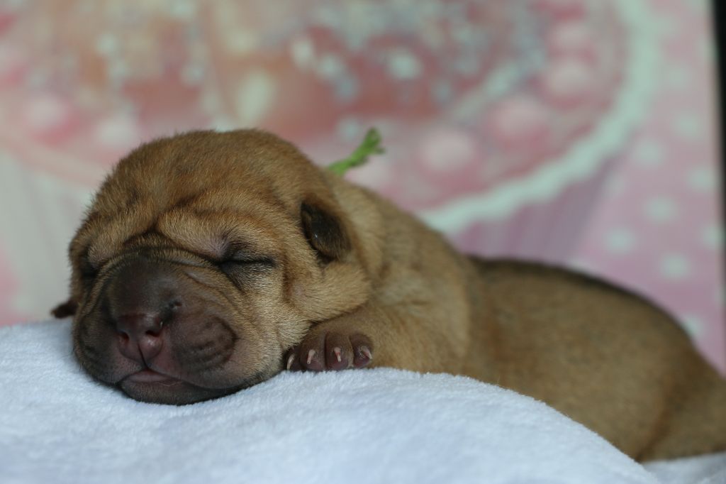 du grain de beauté - Chiots disponibles - Shar Pei