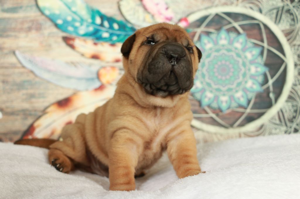 du grain de beauté - Chiots disponibles - Shar Pei