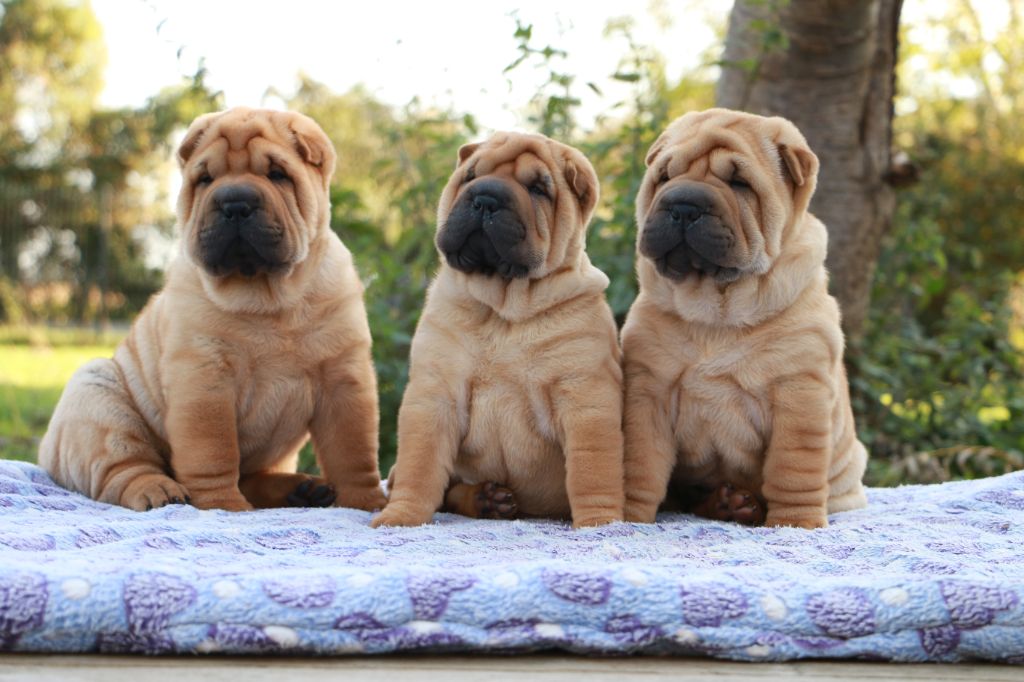 du grain de beauté - Shar Pei - Portée née le 10/08/2025