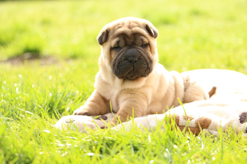 du grain de beauté - Chiots disponibles - Shar Pei