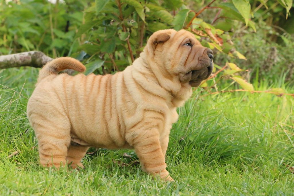 du grain de beauté - Shar Pei - Portée née le 02/09/2022