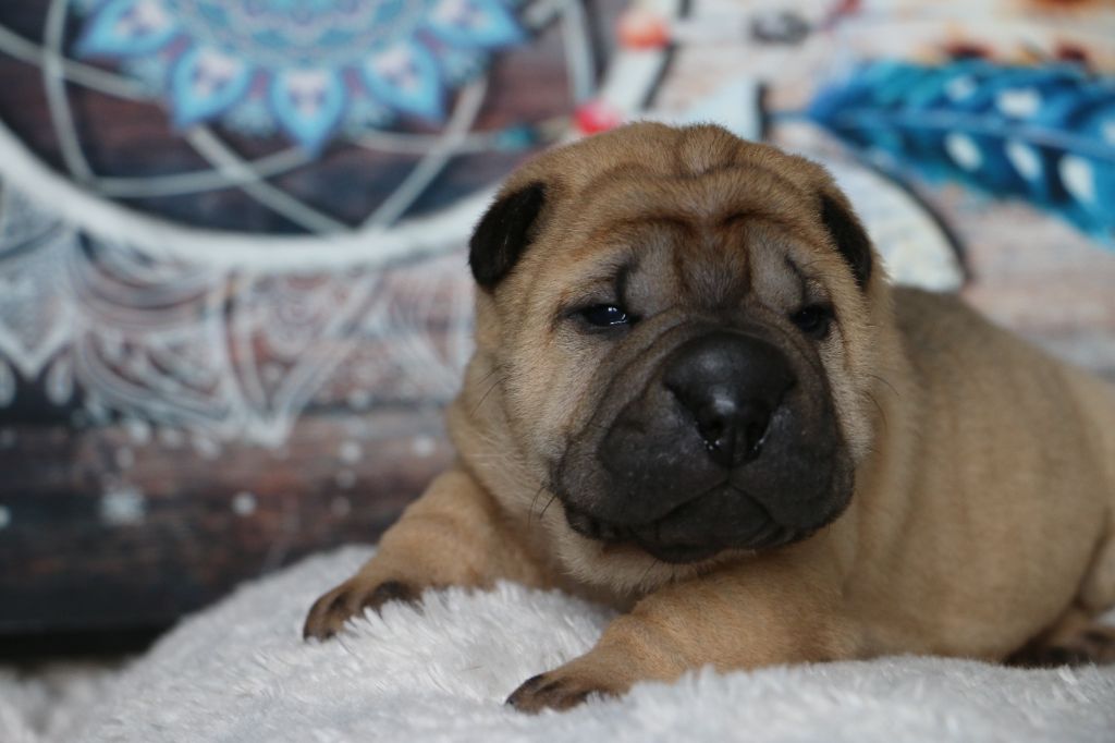 du grain de beauté - Chiots disponibles - Shar Pei